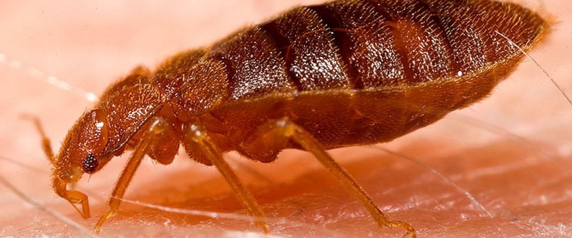 DIY Methods for Home Bed Bug Treatment