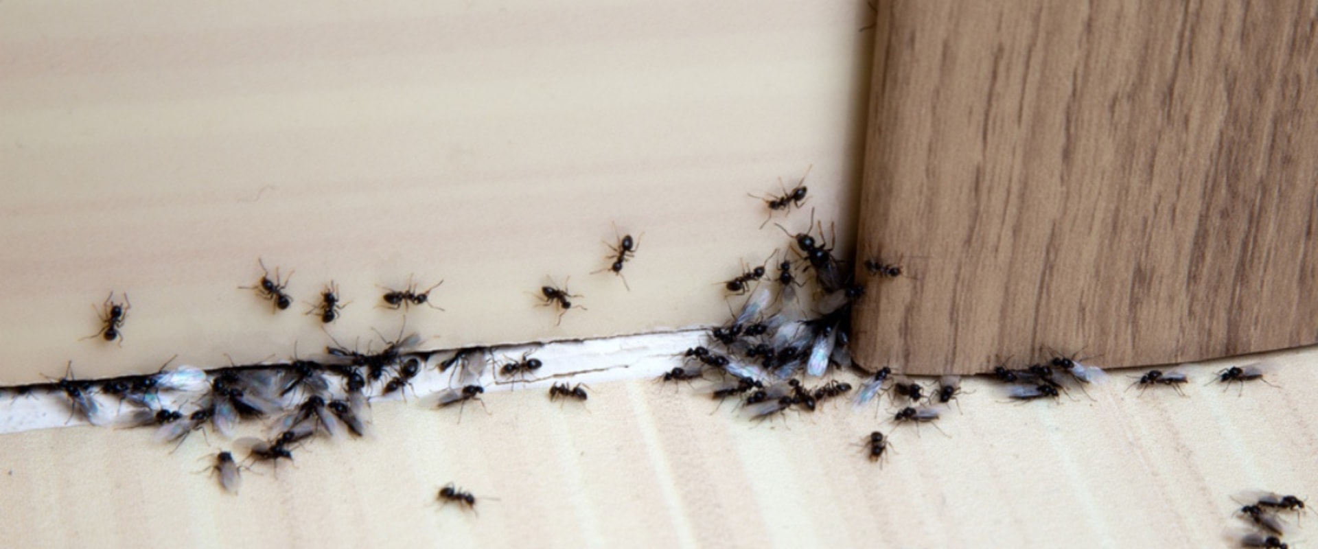 DIY Methods for Commercial Ant Infestation Treatment