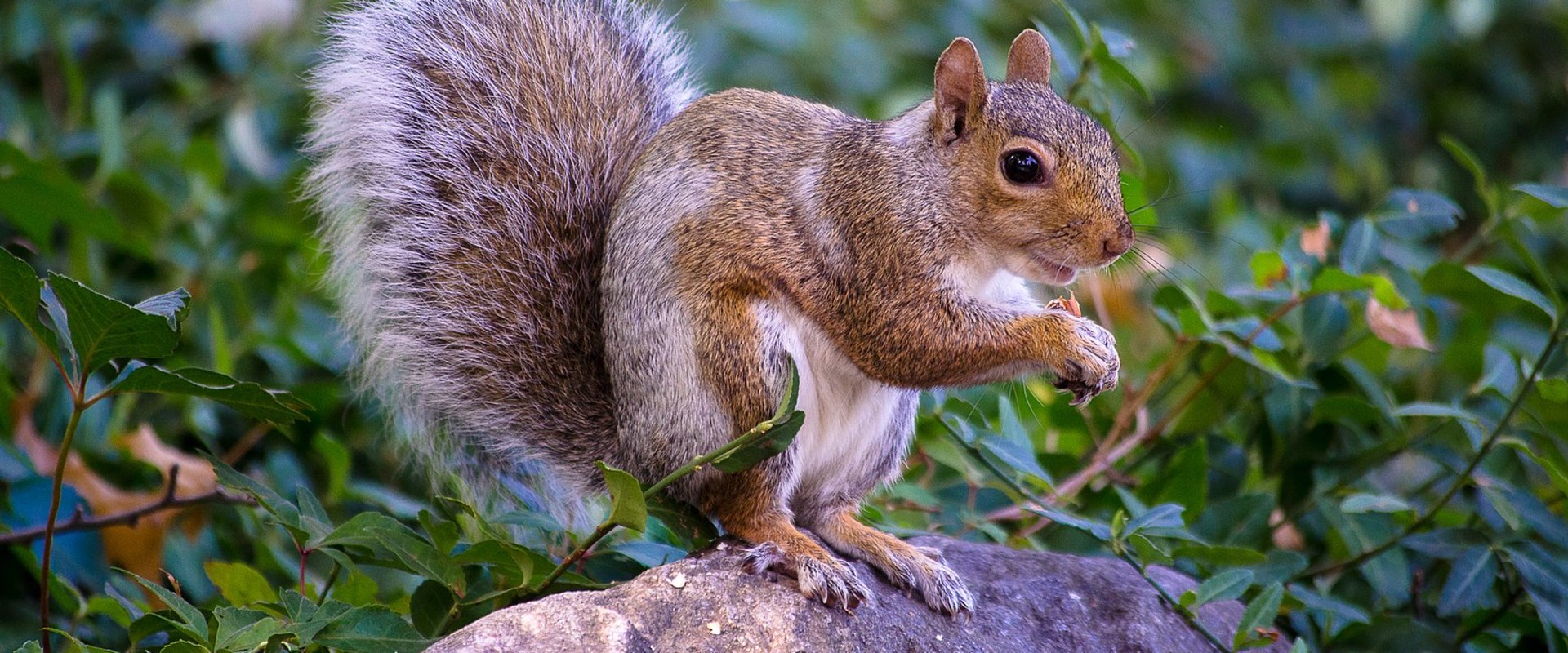 Exploring Squirrels: A Comprehensive Overview