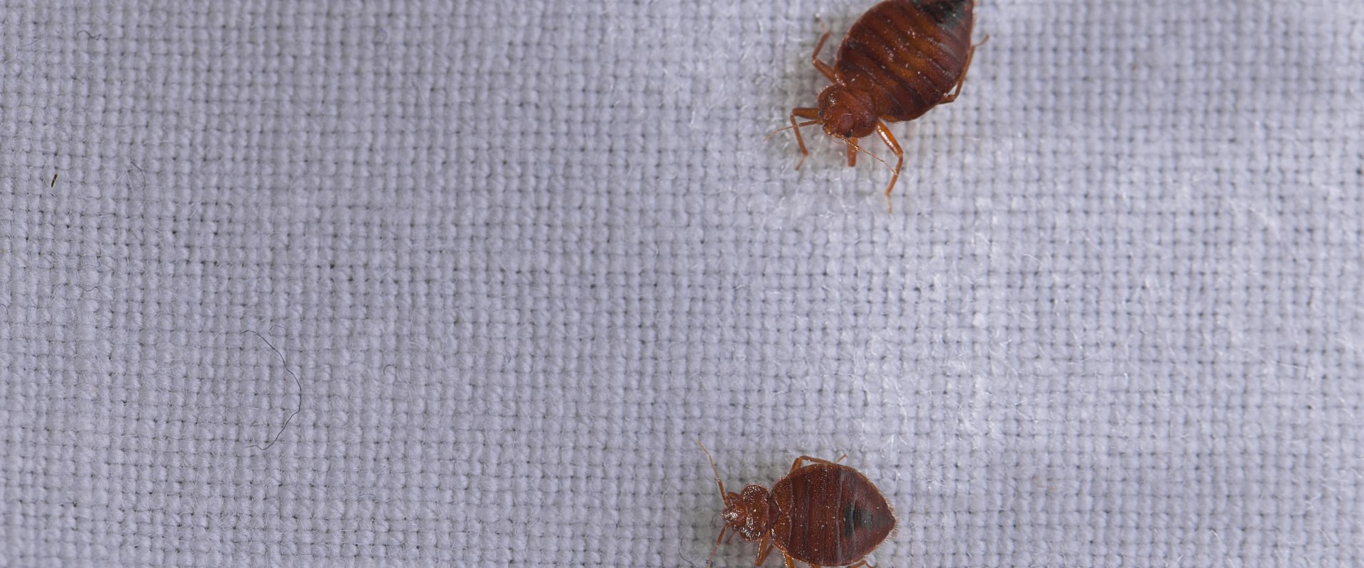 DIY Methods for Bed Bug Treatment