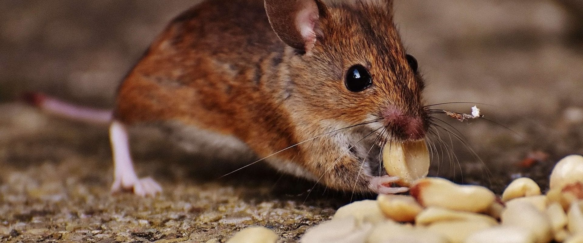 Everything You Need to Know About Mice