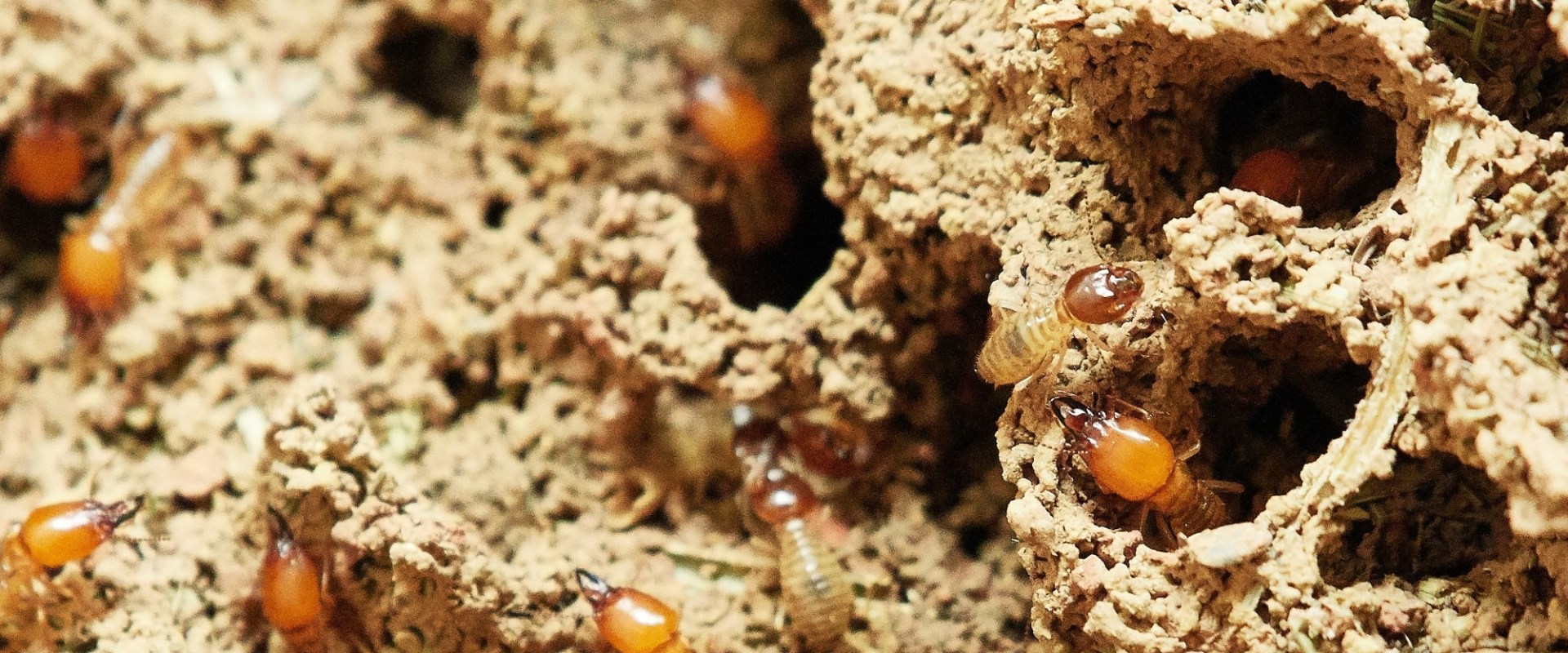 DIY Methods for Termite Control