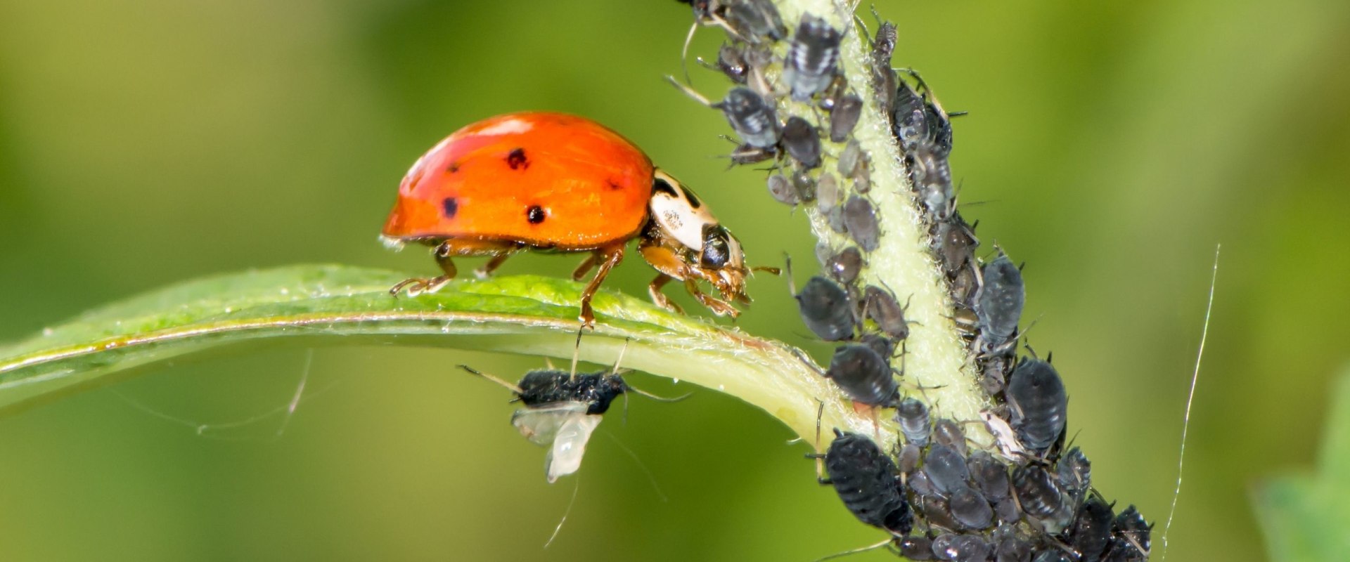 Understanding Biological Control for Pest Management