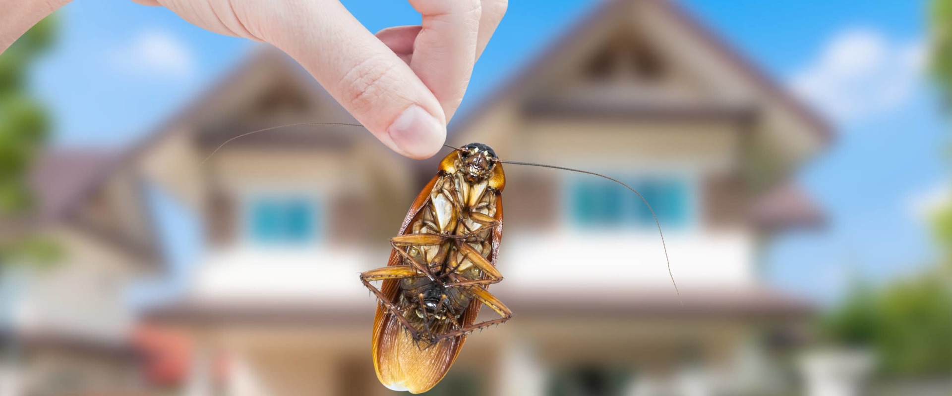 DIY Methods for Home Pest Extermination