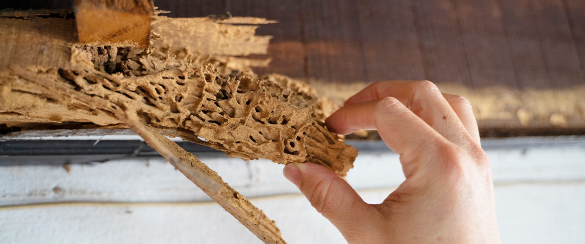 Hiring a Professional for Termite Control