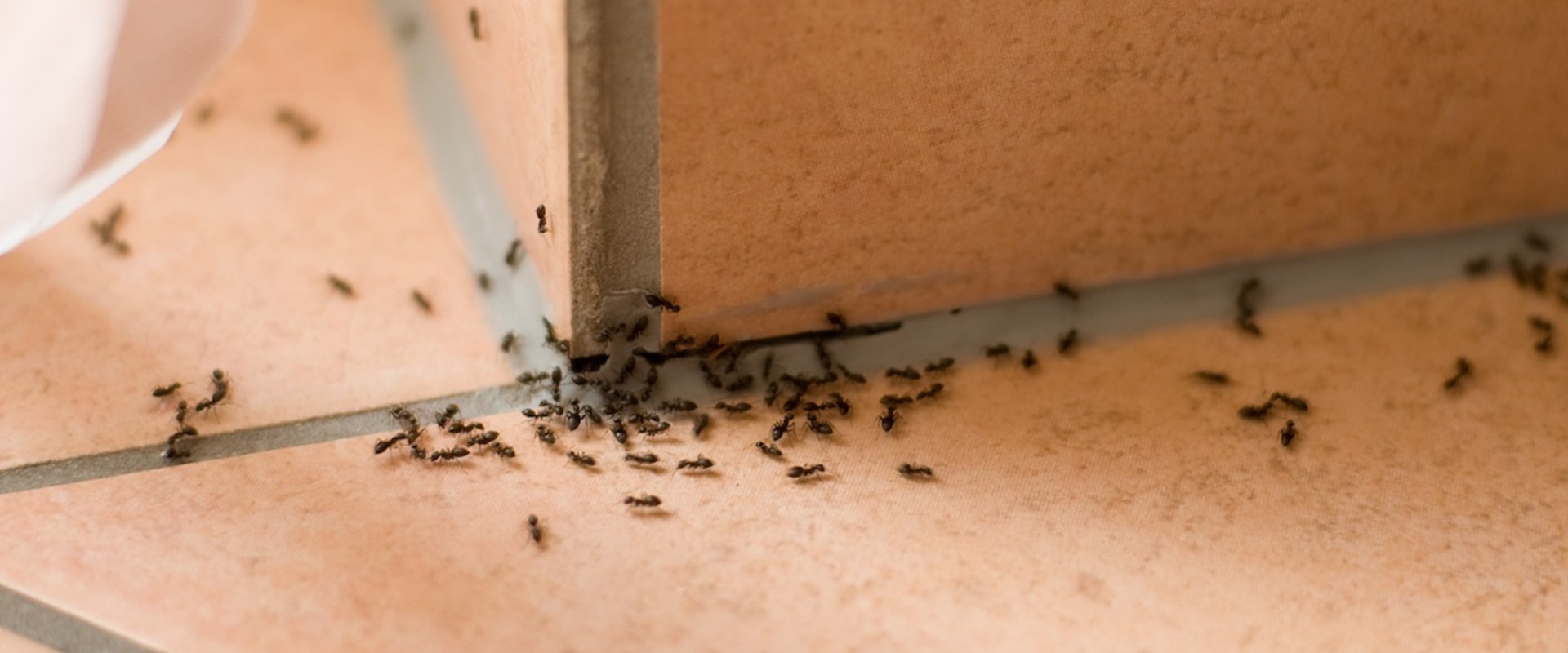 Hiring a Professional: Tips and Advice for Home Ant Infestation Treatment