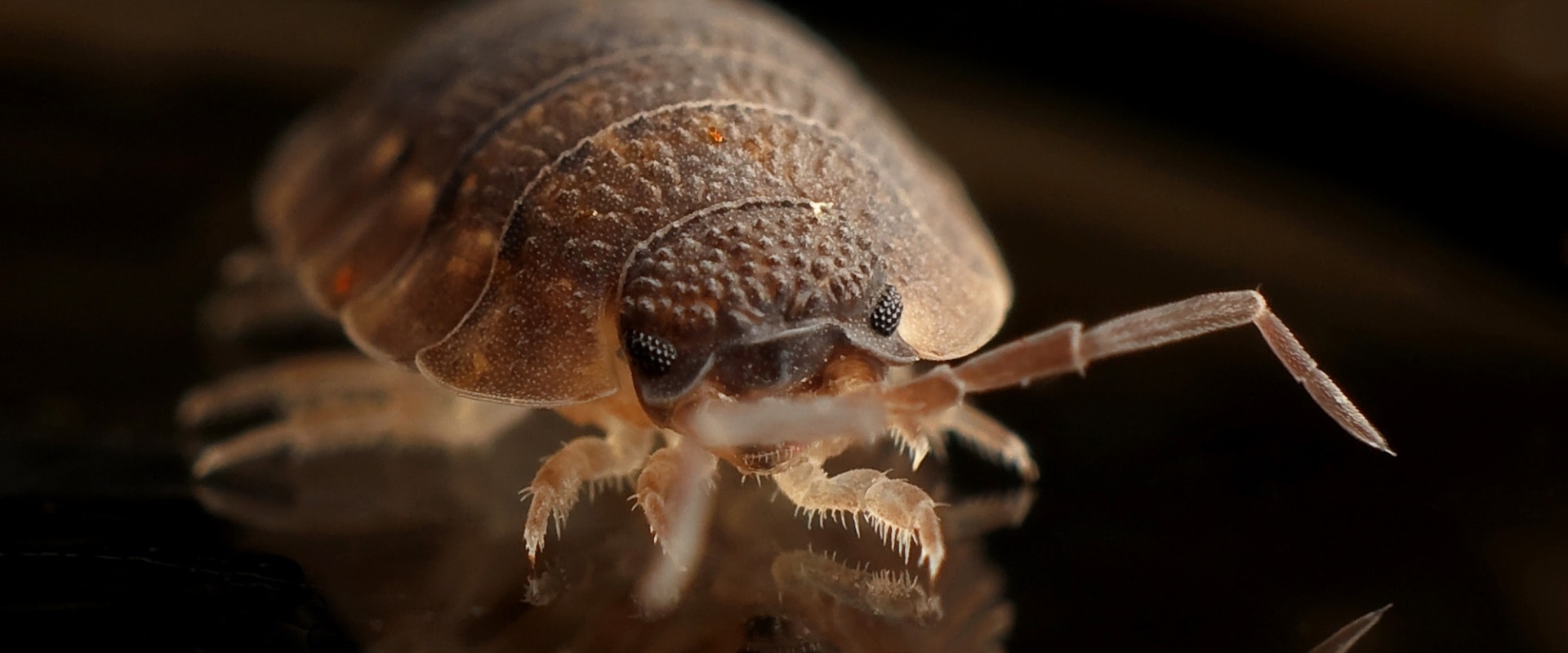 Hiring a Professional for Bed Bug Treatment