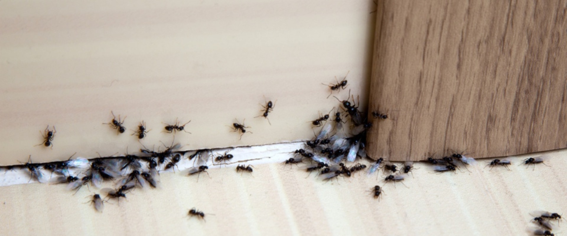 DIY Methods for Home Ant Infestation Treatment