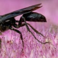 Wasps: Everything You Need to Know