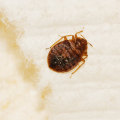 Hiring a Professional for Home Bed Bug Treatment