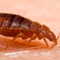 DIY Methods for Home Bed Bug Treatment