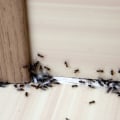 DIY Methods for Commercial Ant Infestation Treatment