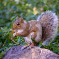 Exploring Squirrels: A Comprehensive Overview