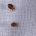 DIY Methods for Bed Bug Treatment