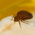 Everything You Need to Know About Bed Bugs