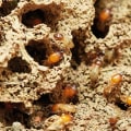 DIY Methods for Termite Control