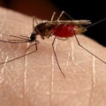 Everything You Need to Know About Mosquitoes