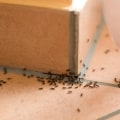 Hiring a Professional: Tips and Advice for Home Ant Infestation Treatment
