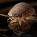 Hiring a Professional for Bed Bug Treatment