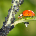 Biological Control for Pest Management