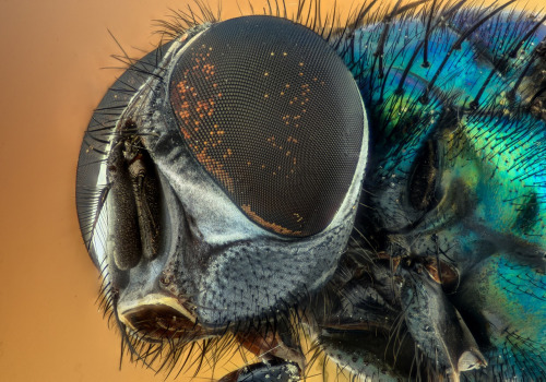 Flies: Everything You Need to Know