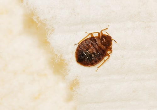 Hiring a Professional for Home Bed Bug Treatment