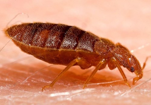 DIY Methods for Home Bed Bug Treatment