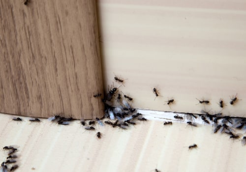 DIY Methods for Commercial Ant Infestation Treatment