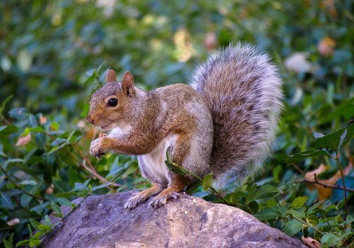 Exploring Squirrels: A Comprehensive Overview