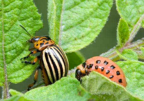 Integrated Pest Management: A Comprehensive Overview