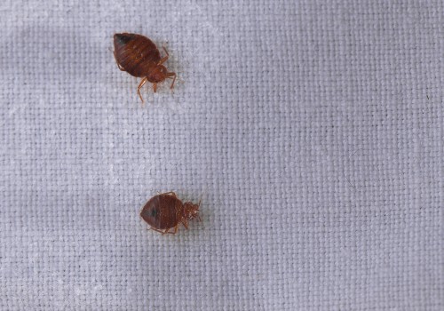 DIY Methods for Bed Bug Treatment