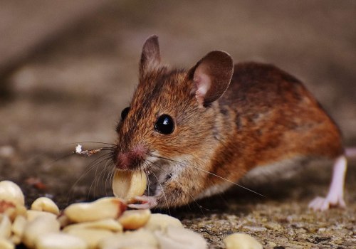 Everything You Need to Know About Mice