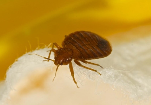 Everything You Need to Know About Bed Bugs