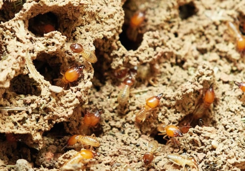 DIY Methods for Termite Control