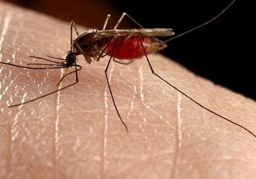 Everything You Need to Know About Mosquitoes