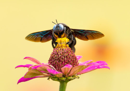 The Fascinating World of Bees