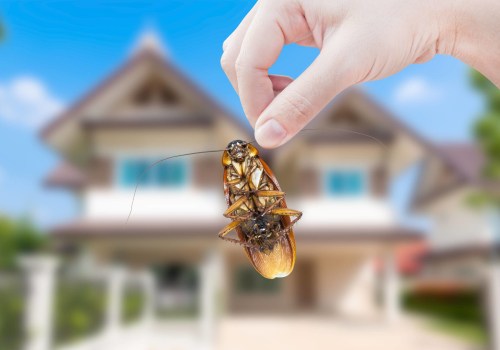 DIY Methods for Home Pest Extermination