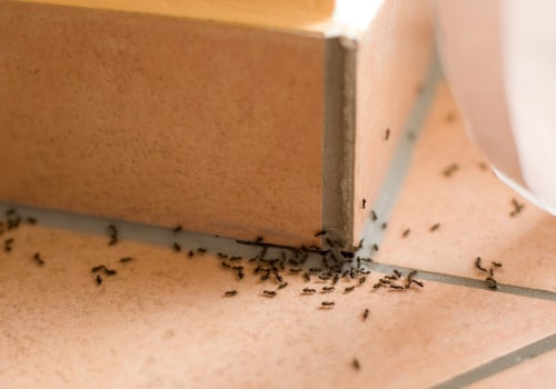 Hiring a Professional: Tips and Advice for Home Ant Infestation Treatment