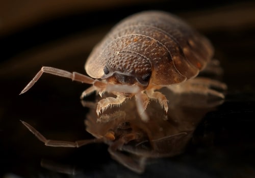 Hiring a Professional for Bed Bug Treatment