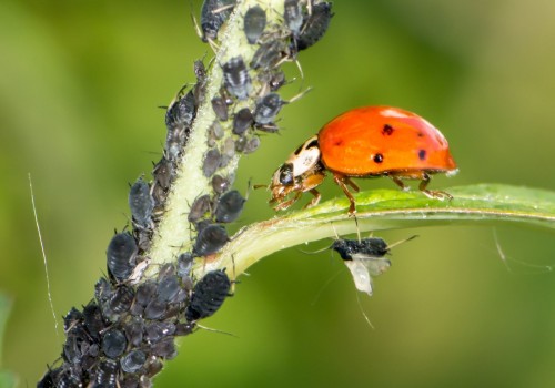 Biological Control for Pest Management